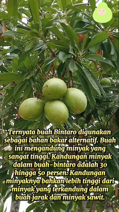 Ternyata buah Bintaro digunakan sebagai bahan bakar alternatif. Buah ini mengandung minyak tinggi.