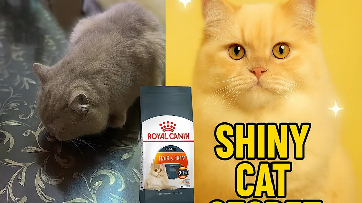 Watch the video about Best Food for Persian Cats? | Royal Canin Hair & Skin Honest Review / Persian Cat Fur Transformation
