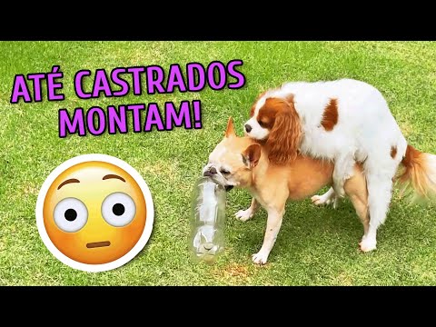 Vídeo: Por que meu cachorro mordisca em mim?