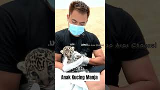Cute Baby Macan #Viral #Shortvideo #Penangkaran #Hewan #Macan #Jaguar
