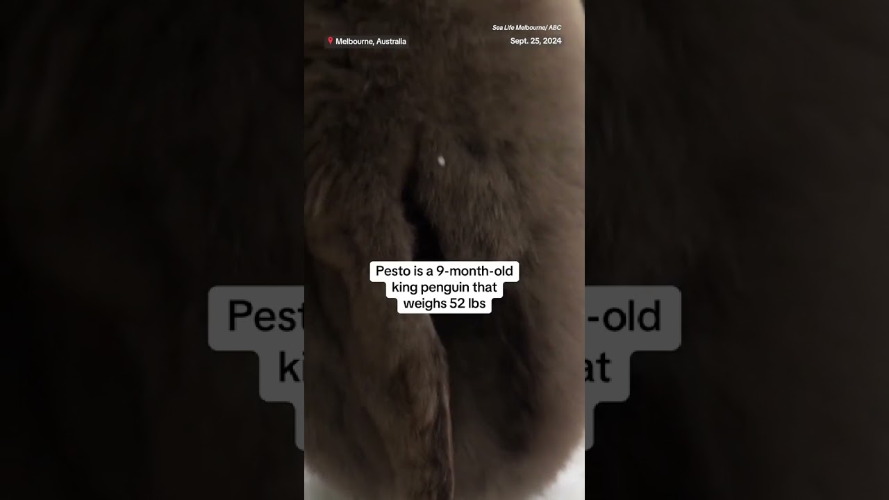 Meet Pesto the giant baby penguin Meet Pesto the giant baby penguin