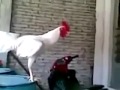 Le coq avec un fou rire 