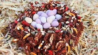 Chocolate Bird's Nest Recipe - Easter Ideas