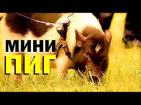 Галилео. Мини-пиг Фрося