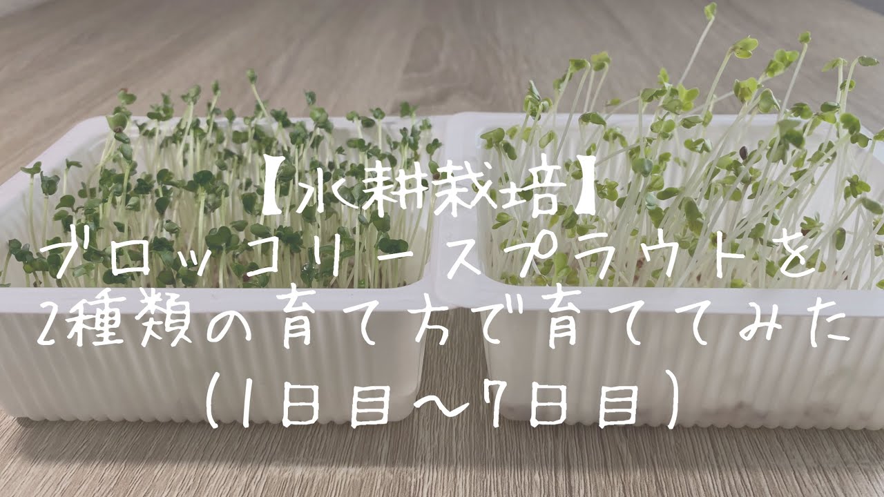水耕栽培 ブロッコリースプラウトを2種類の育て方で育ててみた Youtube