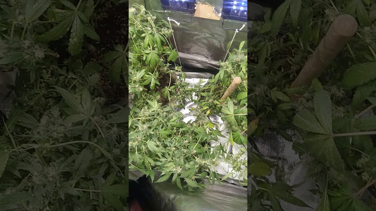 NW. 2019 week 12 Sativa Dom High