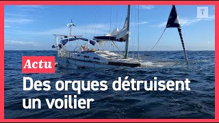 EXCLUSIF - Leur bateau coule après une attaque d’orques au large du Portugal