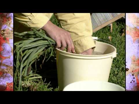 Video: Salsify Plant Harvesting - Lär dig hur och när du ska skörda Salsify Rot