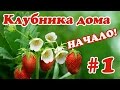 1. Выращивание клубники дома зимой. Рассада/Growing strawberries in the winter at home. Seedling