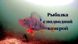 Рыбалка в кристально чистом озере! Окунь, щука, плотва в естественной среде