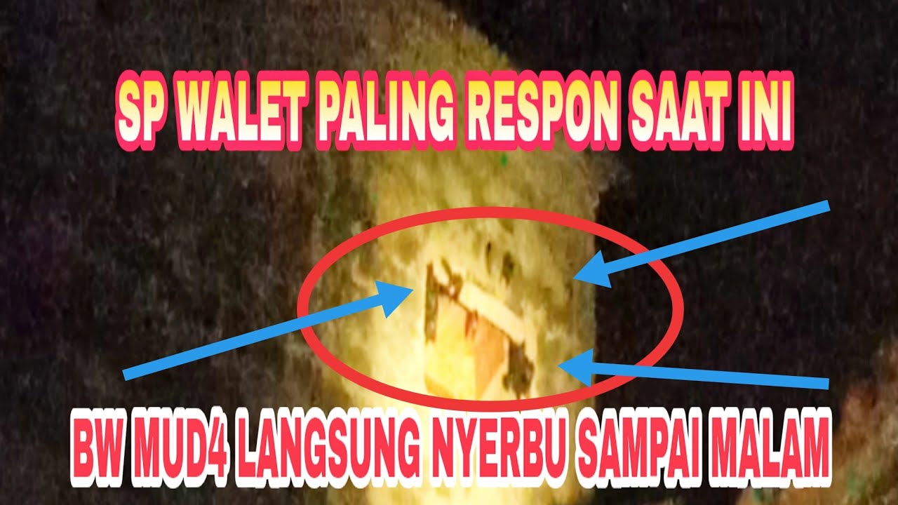 SP WALET INI SANGAT DIRESPON BW MUDA