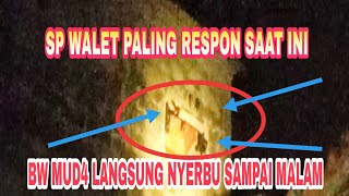 Download lagu SP WALET INI SANGAT DIRESPON BW MUDA