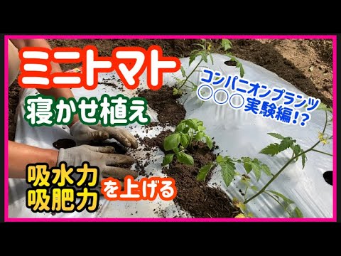 ミニトマト 定植 寝かせ植えとコンパニオンプランツの 混植 Mini Tomato Planting Youtube