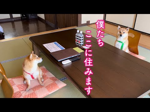 御宿の素晴らしさに上機嫌で喋り出す柴犬が可愛すぎた！