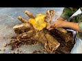 Use Tree Roots To Make The Craziest Table