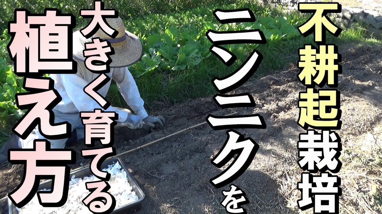 自然農】不耕起栽培の「にんにく」を大きく育てる植え方 2021年10月1日