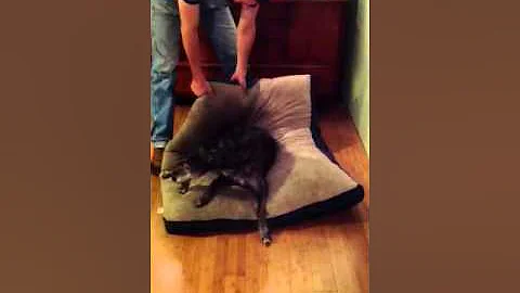 Getting Noodle off the bed
