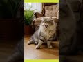 Проснулось наше счастье кот Самсунг