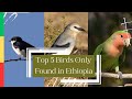 Top 5 birds only found in ethiopia