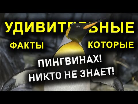 НЕВЕРОЯТНЫЕ ФАКТЫ О ПИНГВИНАХ!