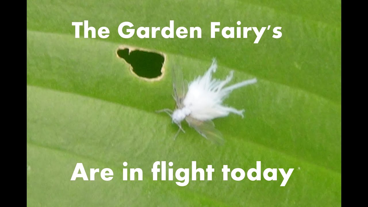 The White Garden Fairy S Are Out To Play Today Youtube