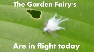 The white garden fairy's are out to play today. The white garden fairy's are out to play today.