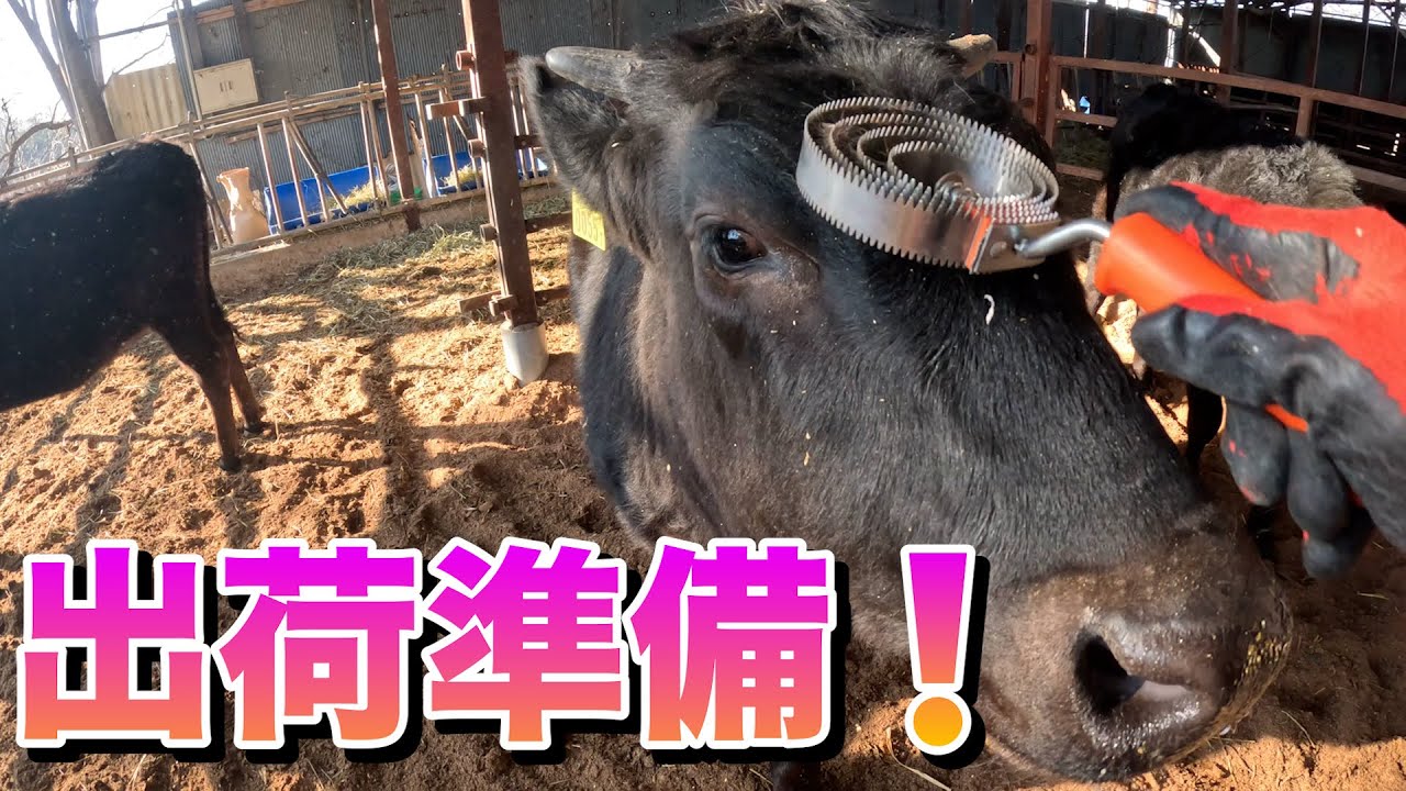 【出荷】牛の身だしなみを整える❗️