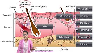 Why Skin Hairs Get Erect in Winters - Arrector Pili Muscles | NEET | Biology | DoorstepTutor