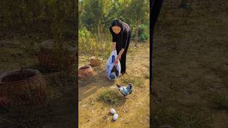 Why is she bringing the pigeons here and releasing them | Amazing farming activity #amazing #farm