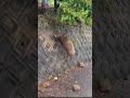 【危険】な【違反罠】にかかった猪#くくり罠#危険#野生動物#猪#狩猟#有害駆除#hunting#boarhunting boar#short#shorts