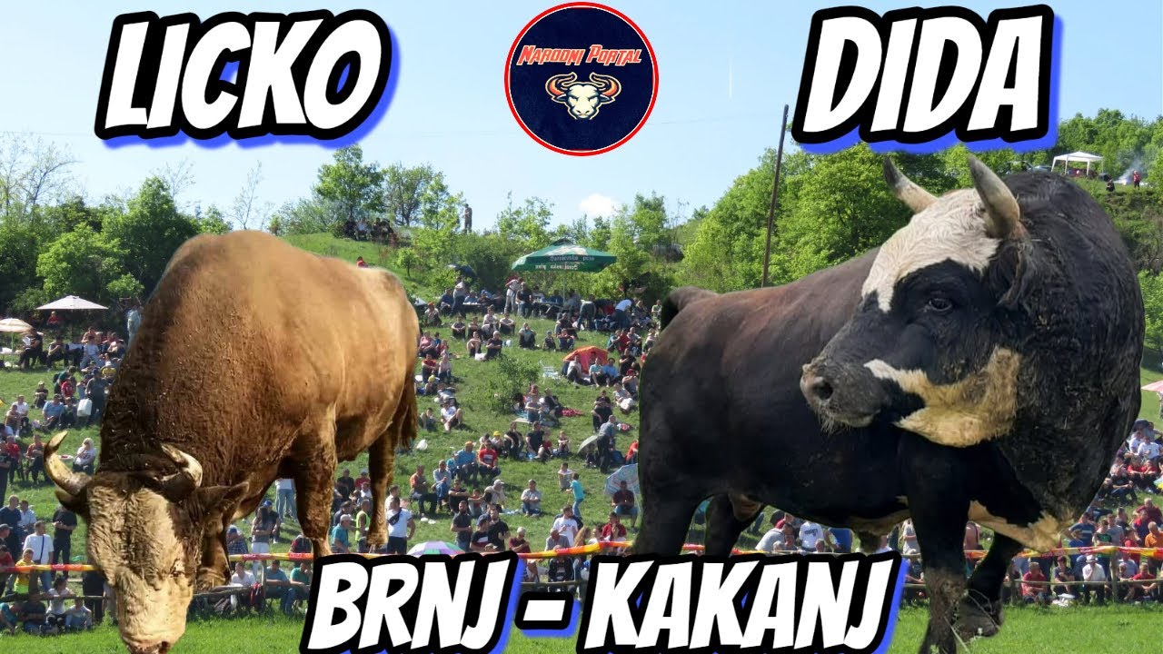 LICKO - DIDA KLANC BRNJ KAKANJ 15.05 KORIDA