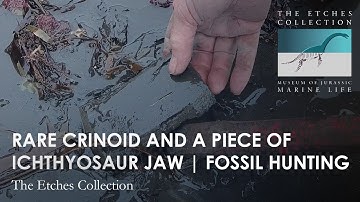 RARE CRINOID AND A PIECE OF ICHTHYOSAUR JAW | FOSSIL HUNTING | STEVE ETCHES