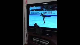 スケートしたい猫