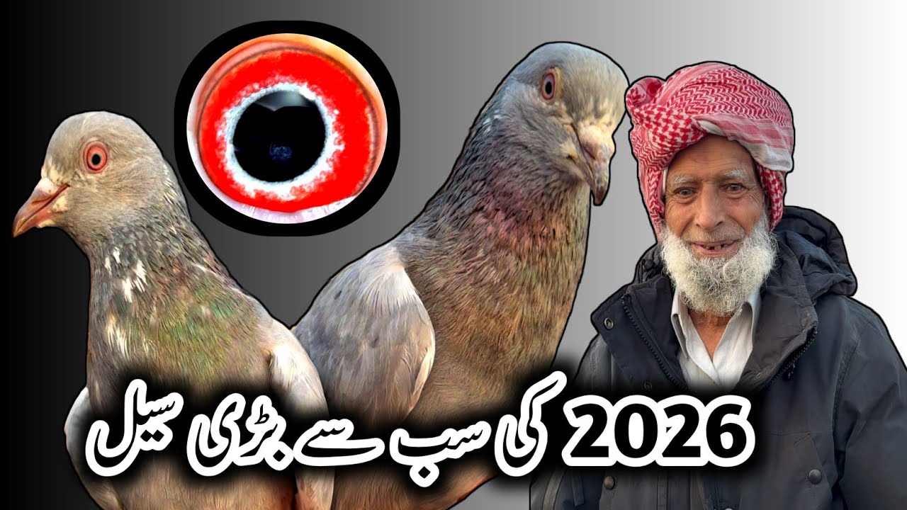 Nayab Shikray Kabootar 💯 // Sialkoti Pigeons // Teddy Kabootar // Jonsiry Kabootar // Latest Update