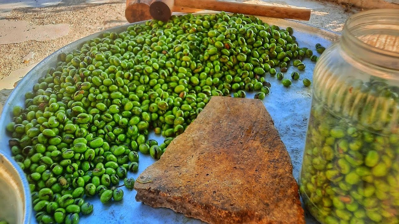 موسم حصاد وكبس الزيتون الأخضر على الطريقة الكردية العفرينية 🫒 Green olive season