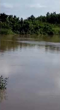 Buaya 'Bujang Entulang' mengawan.