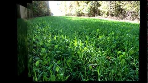 WeHuntSC.com - Fall Food Plot Update