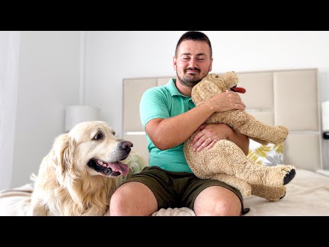 Video: Parfumuri de jucărie Confort de securitate este o pătură de securitate pentru câinele tău