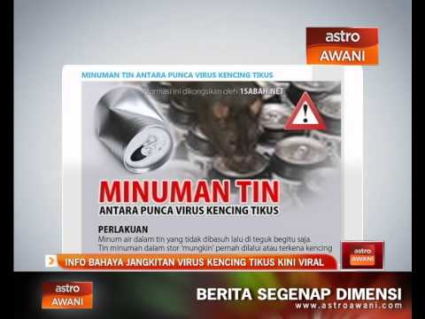 Video: Jangkitan Pernafasan Virus Pada Tikus