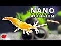 Nano aquarium pour crevettes Neocaridina