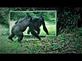 a teenage gorilla traumatized (?) by his reflection in a large mirror set up in the Gabon jungle.