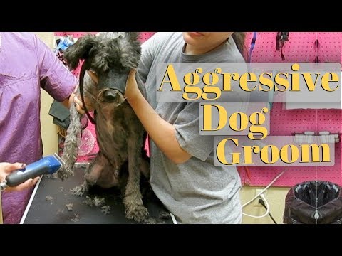 How To Groom An Aggressive Dog