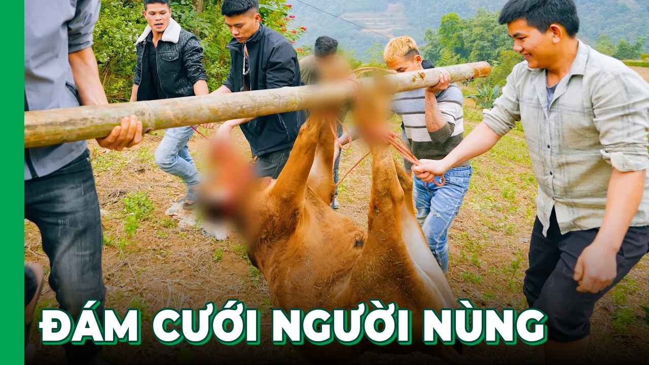 Hải SAPA TV dự ĐÁM CƯỚI DÂN TỘC NÙNG, mổ 01 BÒ & 02 LỢN để nấu rất nhiều món ăn ngon đặc sản Tây Bắc