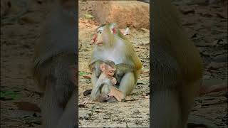 Cute Baby Monkey Loves Learning New Things from Mommy ❤️🐒 #short #animals #monkey #baby