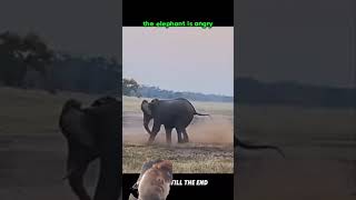 #elephant #funny #animals #memes #wildlife #nature #animalfight #trending #lifeisbutadream #new
