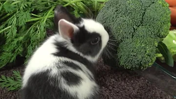 ¿Qué verduras pueden comer los conejos a diario?