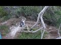 Penguins chilling at Boulders beach