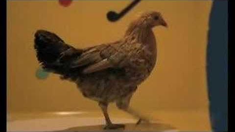 Stroszek: the Dancing Chicken