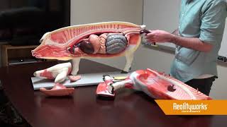 Animal Science - Pig Model
