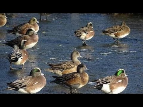 Video: Duck wigeon: kuvaus linnusta, ominaisuudet, valokuva